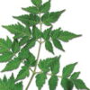 products-neem_leaf.jpg