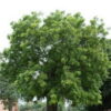 New-Delhi-The-Big-Tree